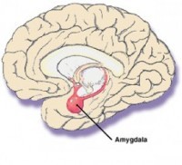Amygdala function